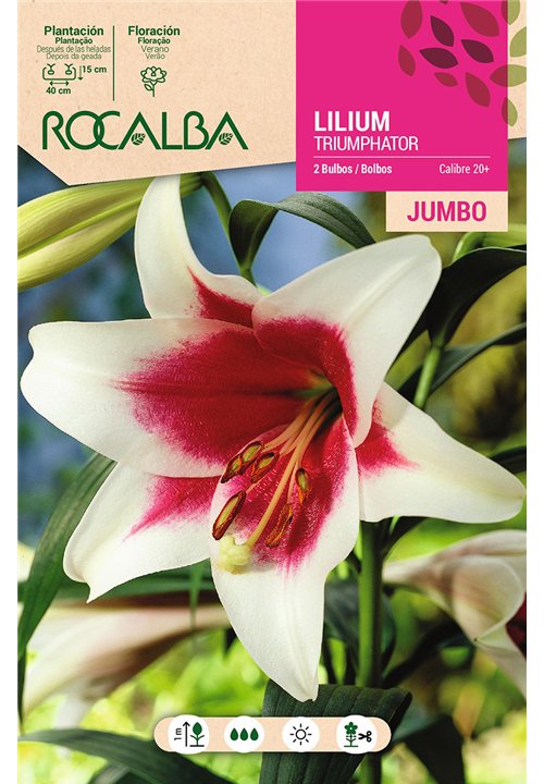 LILIUM JUMBO -BLANCO Y ROJO
