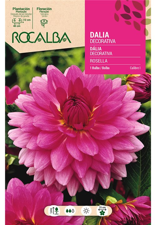ROSELLA -ROSA PURPURA