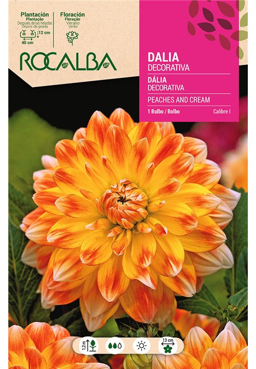 PEACHES AND CREAM -TRICOLOR