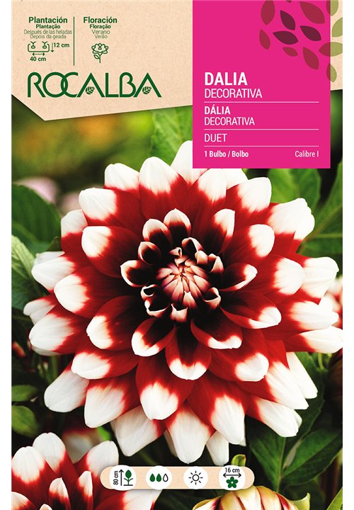 DUET -ESCARLATA, PUNTAS BLANCAS