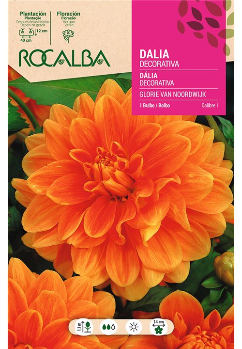 GLORIE VAN NOORDWIJK -NARANJA