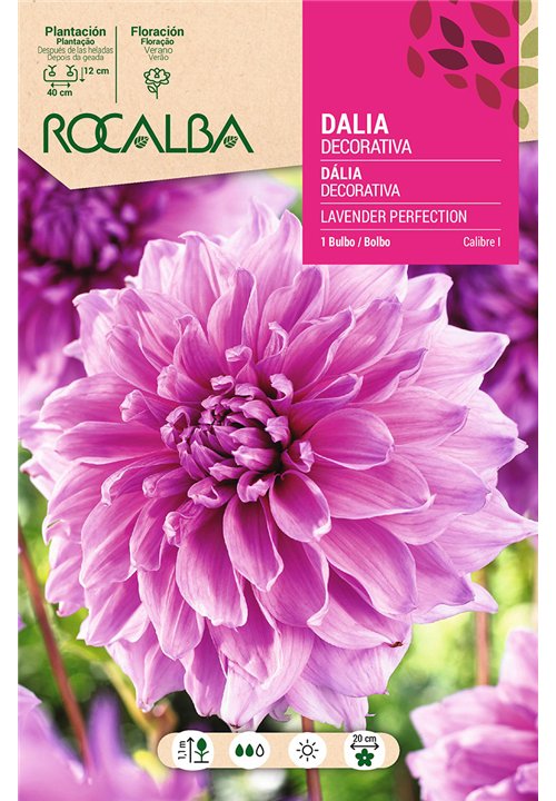 LAVENDER PERFECTION -LILA