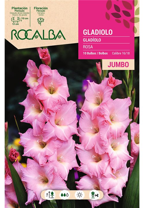 GLADIOLOS JUMBO -ROSA