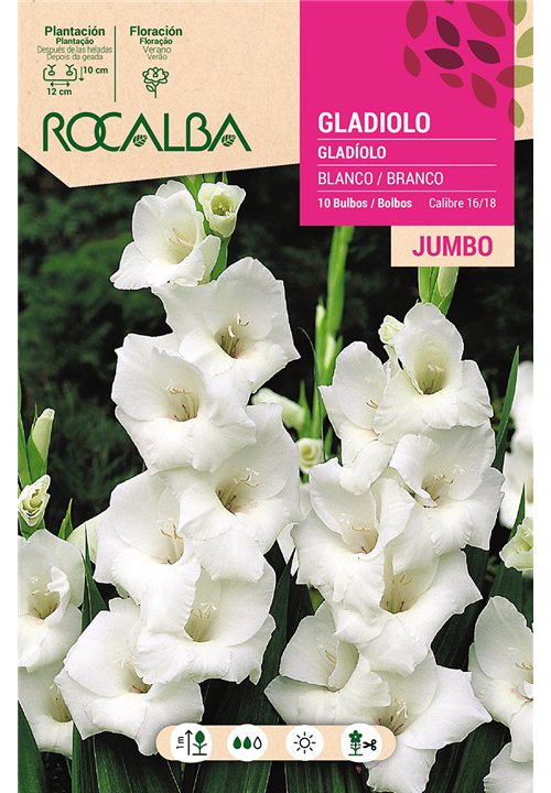 GLADIOLOS JUMBO -BLANCO