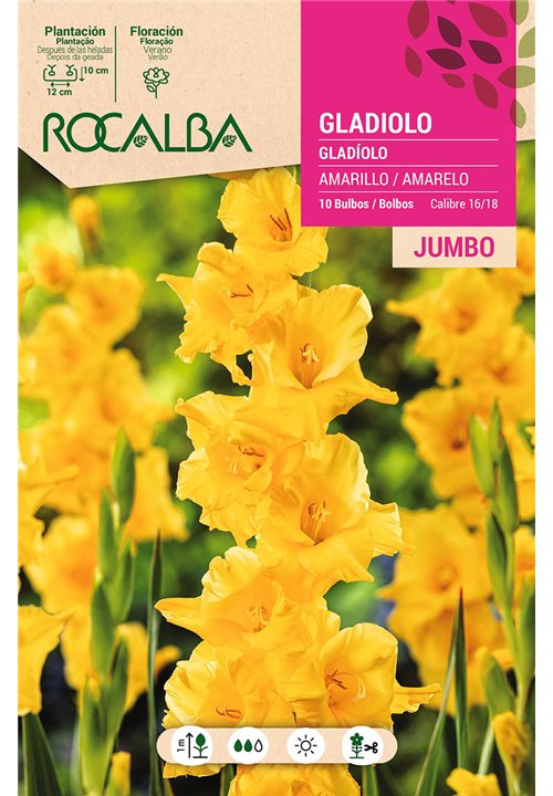GLADIOLOS JUMBO -AMARILLO
