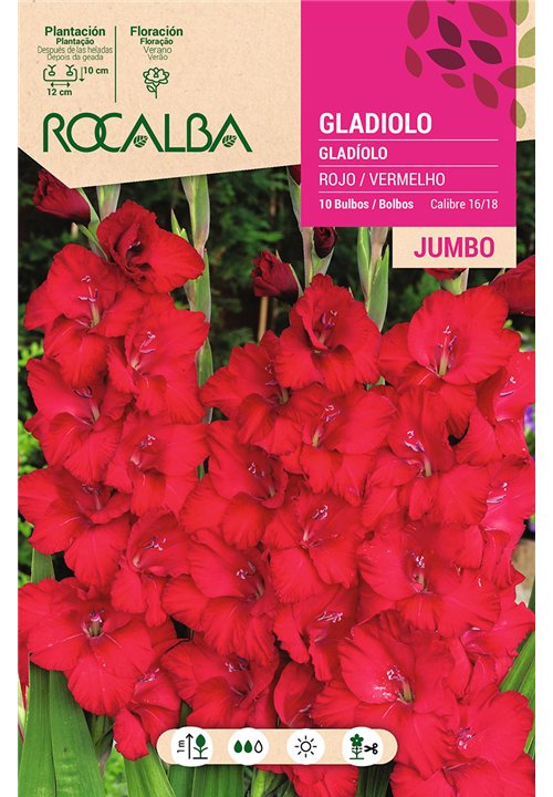 GLADIOLOS JUMBO -ROJO