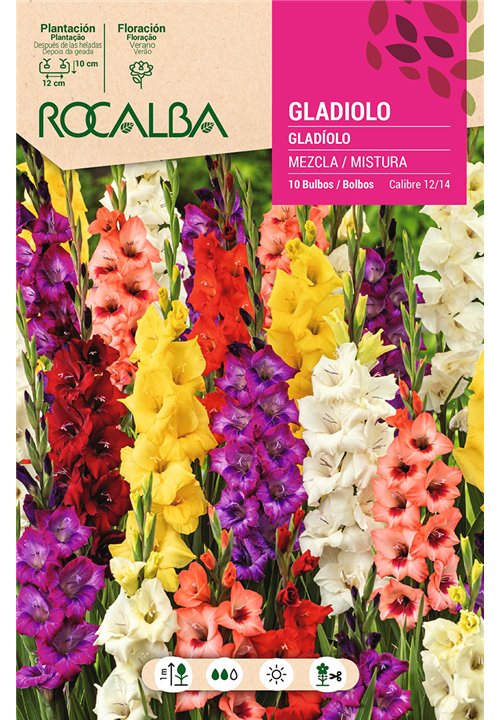 GLADIOLOS -MEZCLA DE COLORES