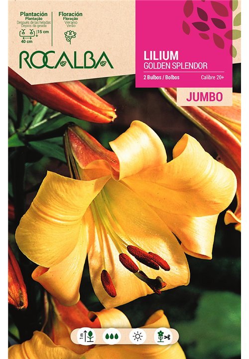 LILIUM JUMBO -AMARILLO