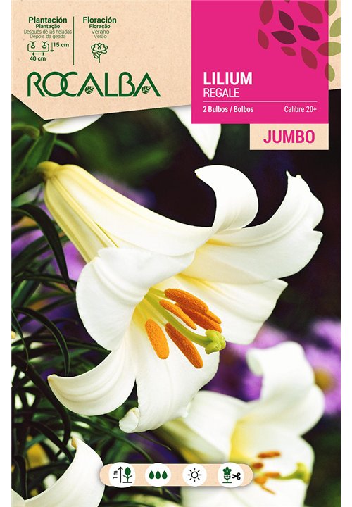 LILIUM JUMBO -BLANCO