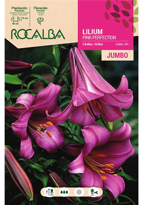 LILIUM JUMBO -ROSA