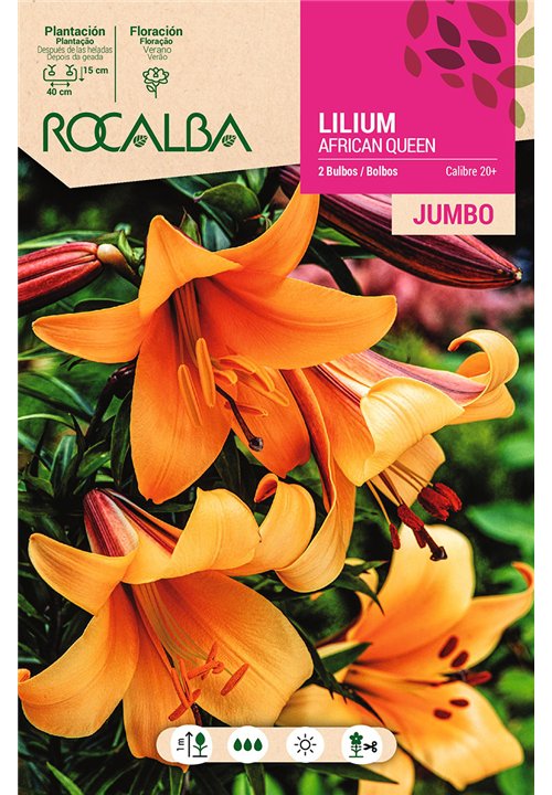 LILIUM JUMBO -OCRE