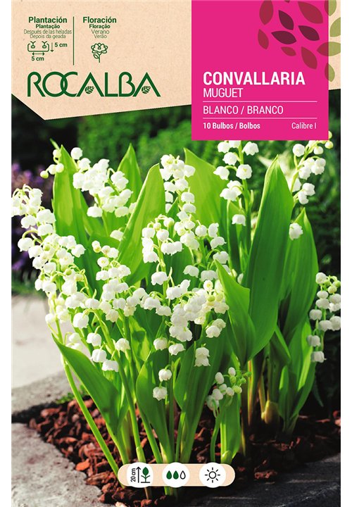CONVALLARIA -BLANCO