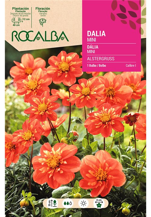 ALSTERGRUSS -NARANJA ,CENTRO AMARILLO