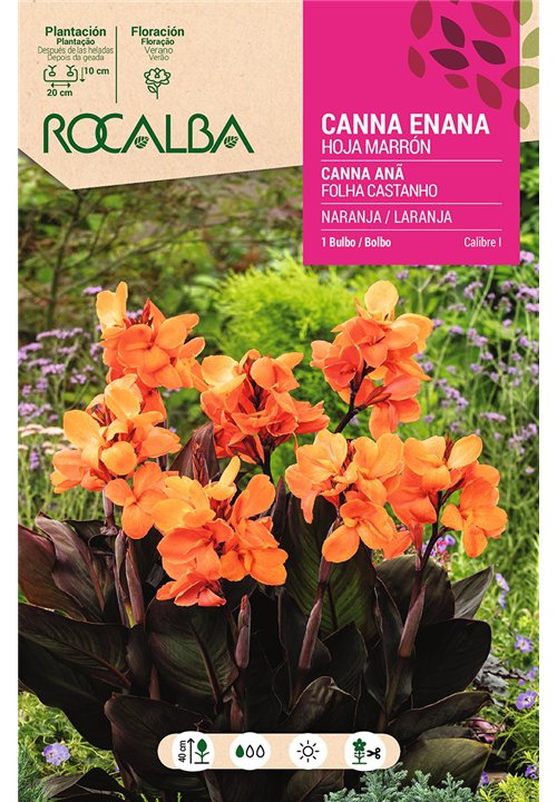 CANNAS ENANAS -NARANJA