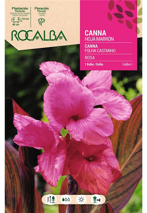 CANNAS -ROSA