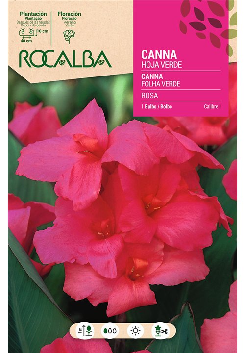 CANNAS -ROSA