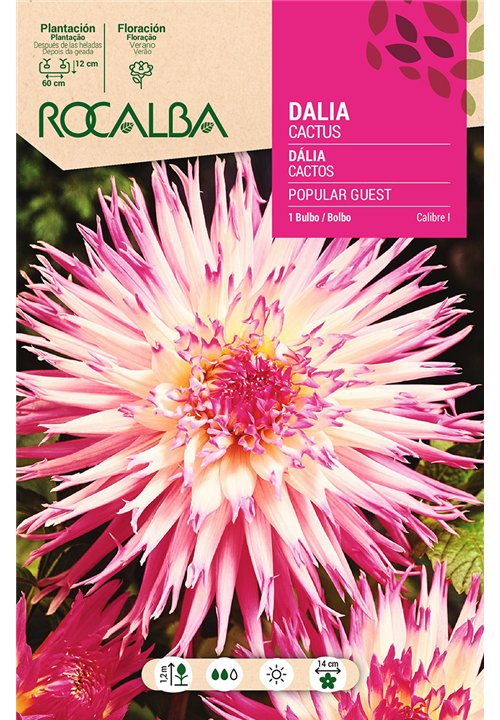 POPULAR GUEST -ROSA ESTRIADO BLANCO