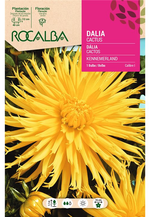 KENNEMERLAND -AMARILLO