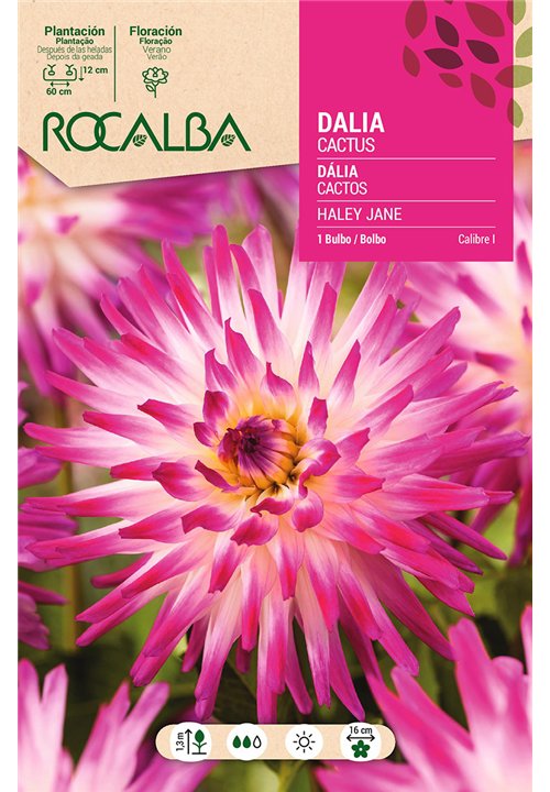 HALEY JANE -BLANCO, PUNTAS LILA