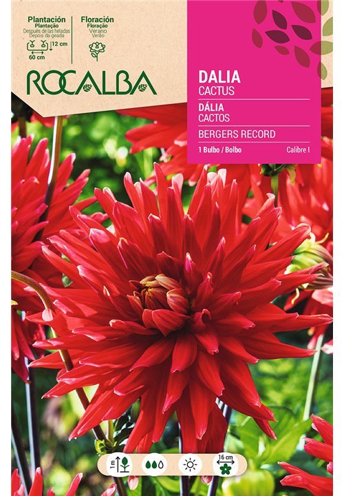 BERGERS RECORD -ROJO