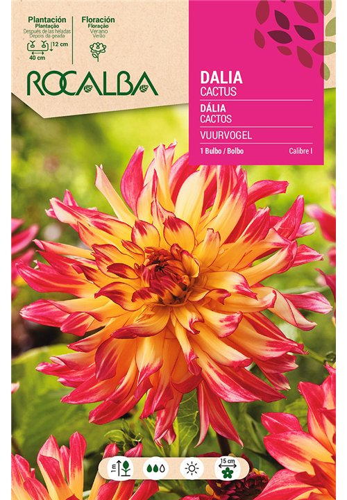 VUURVOGEL -AMARILLO, BORDE ESCARLATA