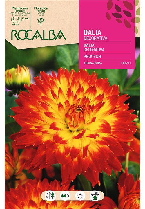 PROCYON -ROJO Y AMARILLO