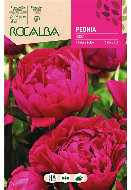 PEONIAS -ROSA