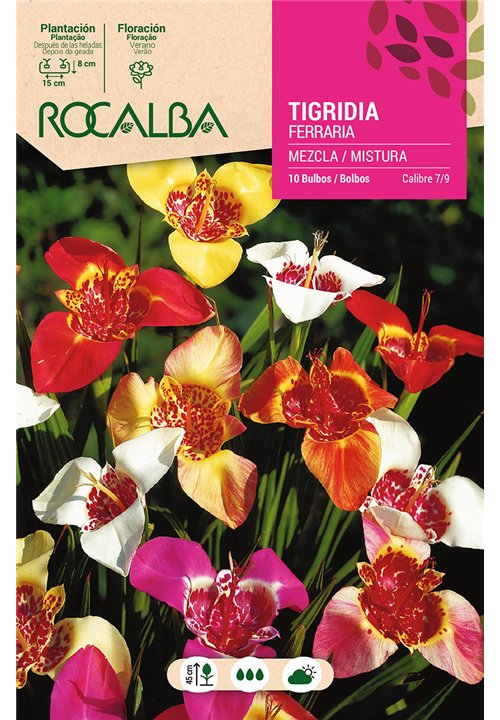 TIGRIDIA FERRARIA -MEZCLA DE COLORES