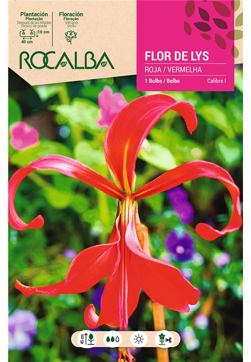SPREKELIA FORMOSISSIMA -ROJO