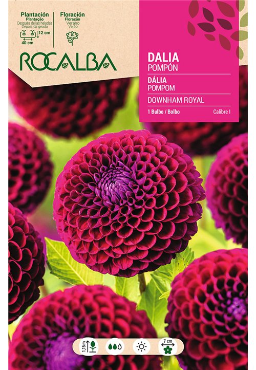 DOWNHAM ROYAL -ROJO OSCURO