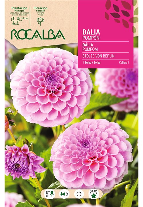 STOLZE VON BERLIN -ROSA