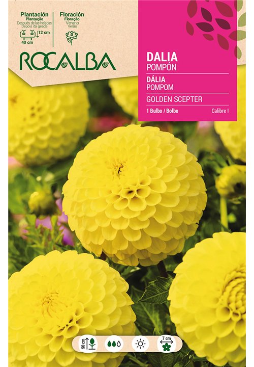 GOLDEN SCEPTER -AMARILLO