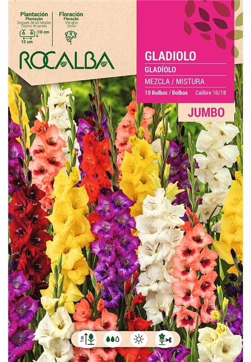 GLADIOLOS JUMBO -MEZCLA DE COLORES