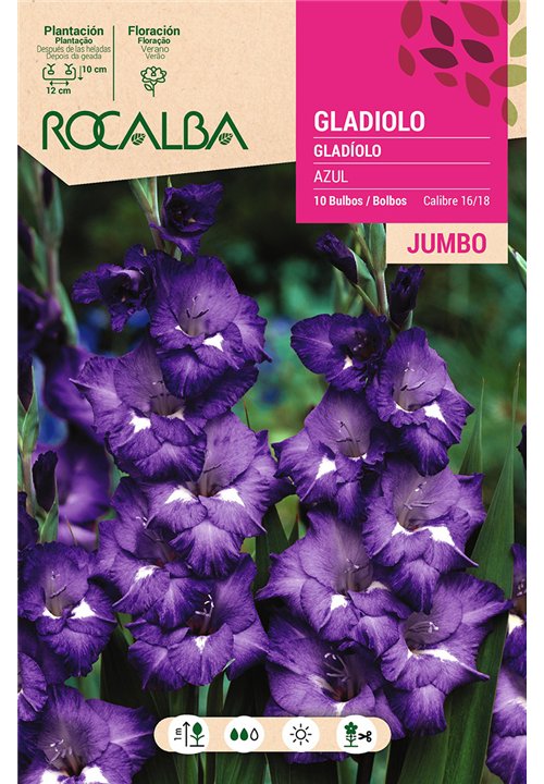 GLADIOLOS JUMBO -AZUL