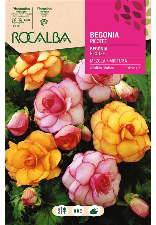 PICOTTEE -MEZCLA DE COLORES