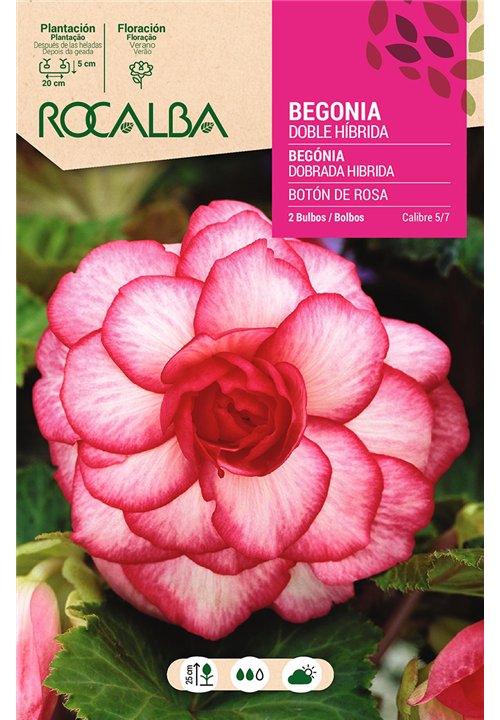 DOBLE BOTON ROSA -ROSA