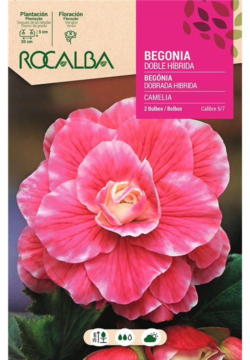 DOBLE CAMELIA -ROSA FUERTE, BORDE BLANCO
