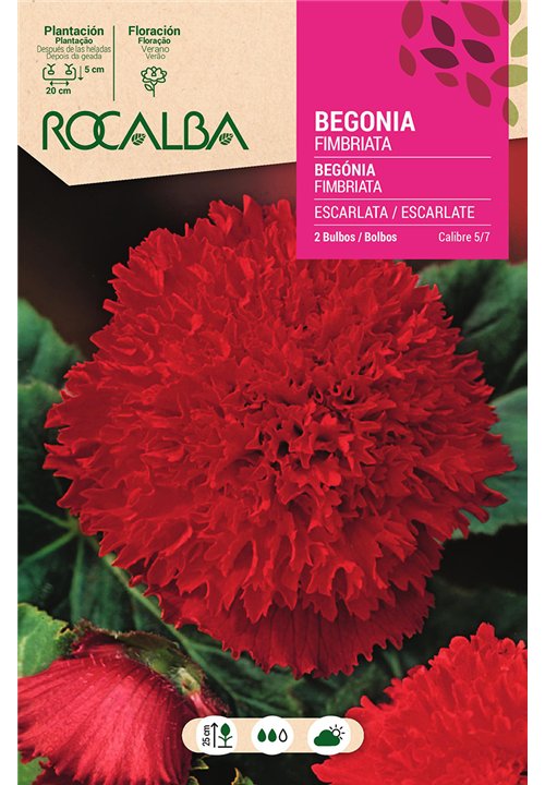 FIMBRIATA -ESCARLATA