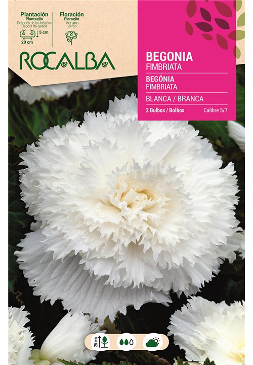 FIMBRIATA -BLANCO