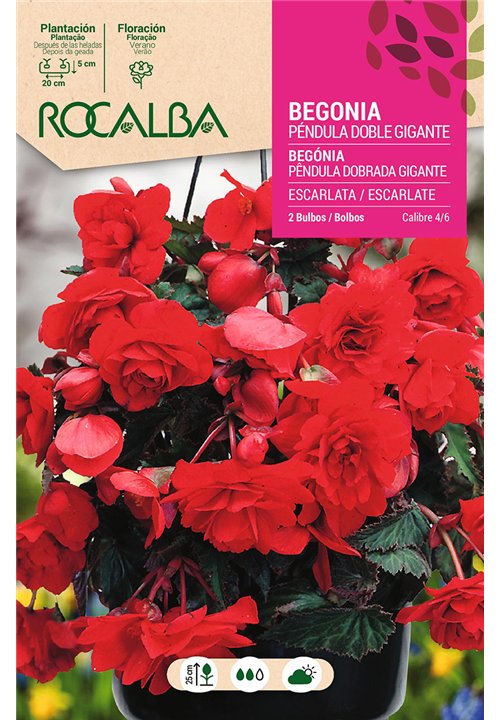 PENDULA DOBLE GIGANTE -ESCARLATA