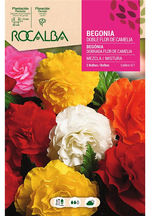 DOBLES FLOR DE CAMELIA-MEZCLA DE COLORES