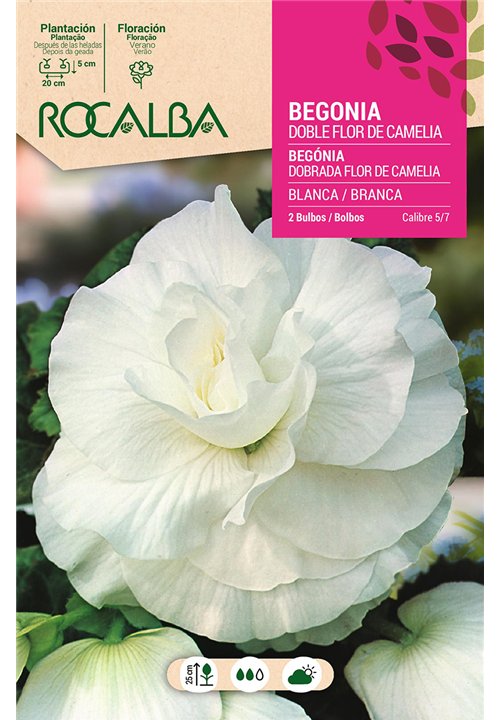 DOBLES FLOR DE CAMELIA -BLANCO