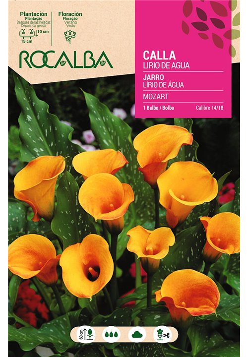 MOZART -COLOR ALBARICOQUE