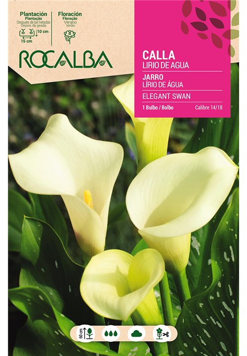 ELEGANT SWAN -BLANCO