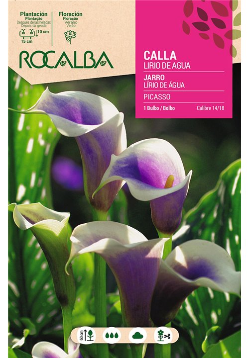 PICASSO -LILA BORDE BLANCO