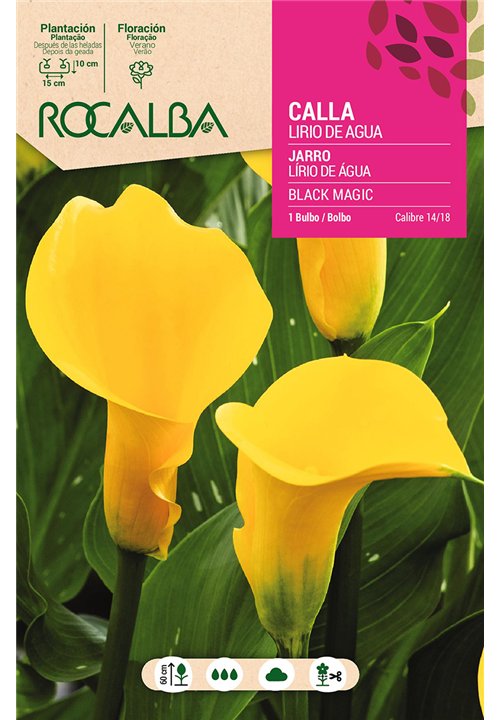 BLACK MAGIC -AMARILLO