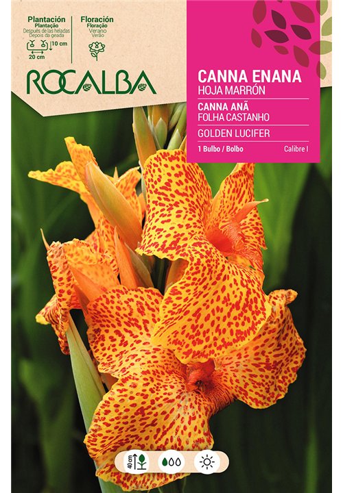 GOLDEN LUCIFER -AMARILLO, MOTEADO ROJO