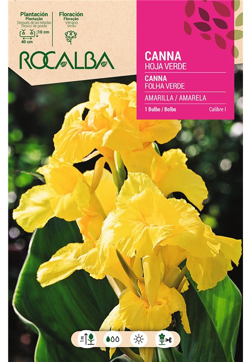 CANNAS -AMARILLO