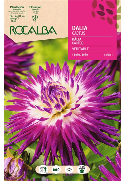 VERITABLE -AZUL CON BLANCO