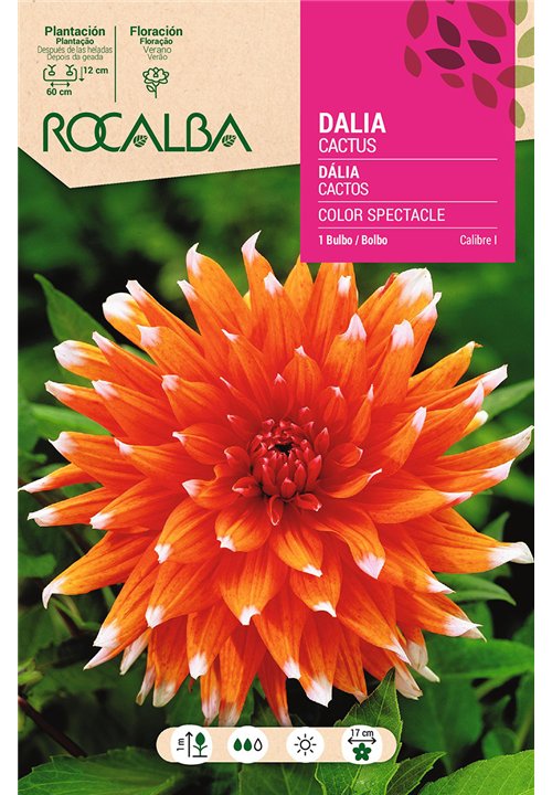 COLOR SPECTACLE -NARANJA PUNTAS BLANCAS